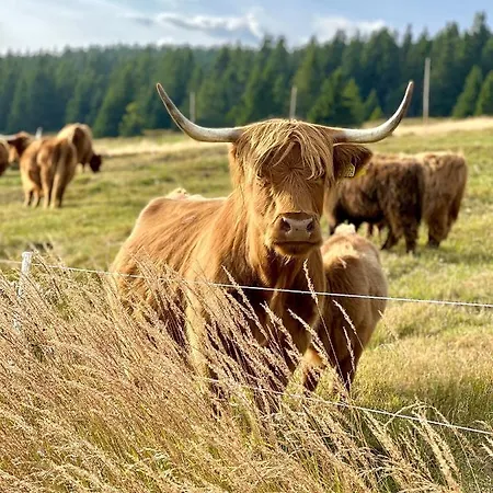 Bouda Klinovka Hotell Špindlerŭv Mlýn