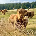 Bouda Klinovka شاليه Špindlerŭv Mlýn