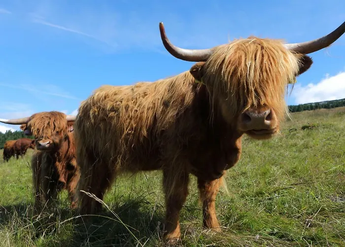 Bouda Klinovka Špindlerŭv Mlýn